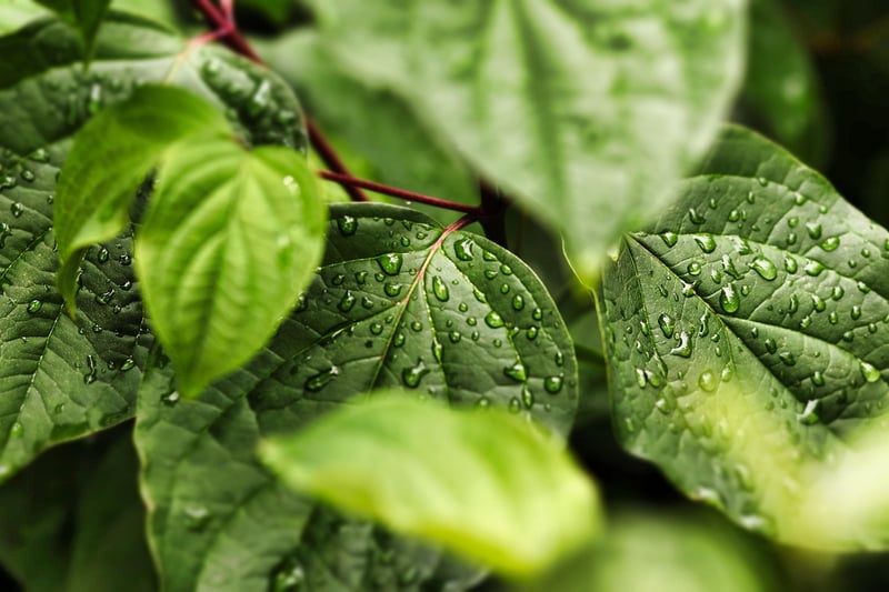Environment-Friendly Hacks